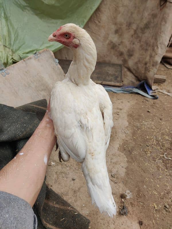 Aseel White HEERA Breed 0