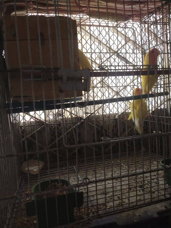 lutino lovebirds 2