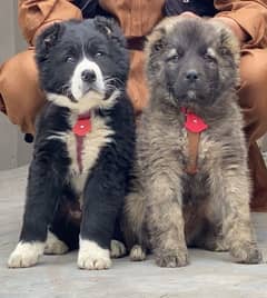 Bakarwal dogs pair male female age 75 days havey bone for sale