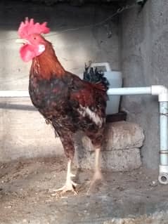 Desi murga 3 pc for sale, healthy and active bird