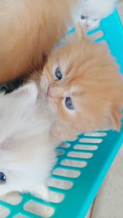 ginger and white mix kittens babies for sale play ful babies