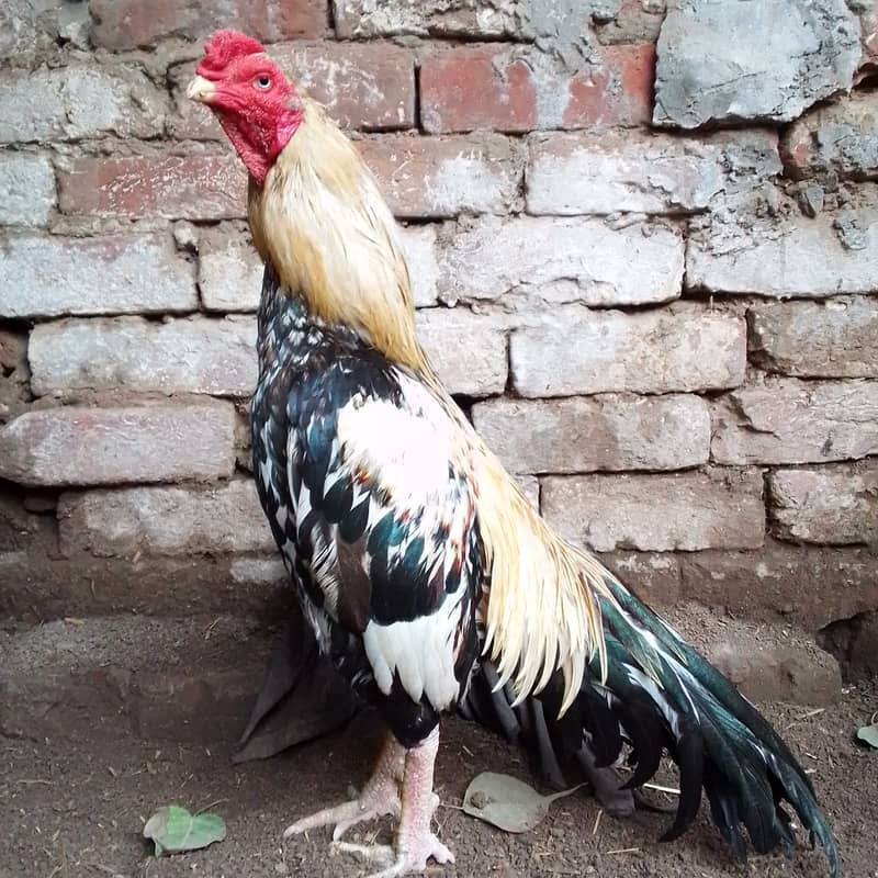 Pure Aseel Murga For Sale 0