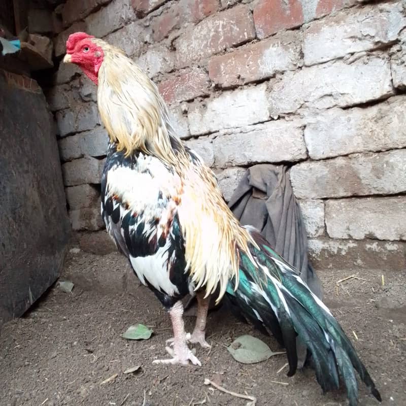 Pure Aseel Murga For Sale 1