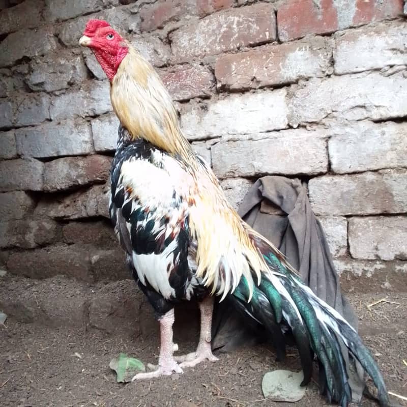 Pure Aseel Murga For Sale 3