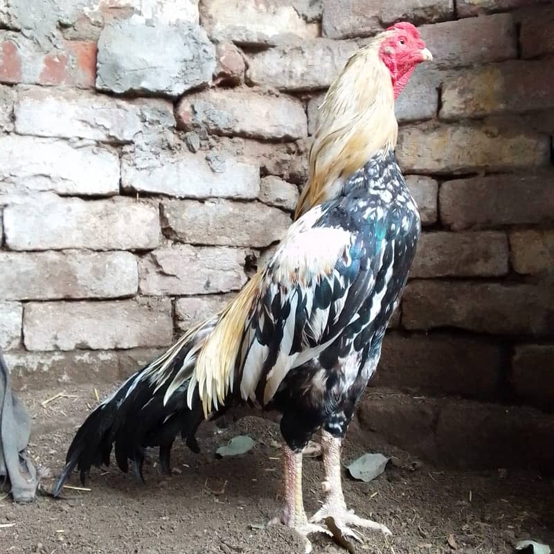 Pure Aseel Murga For Sale 4