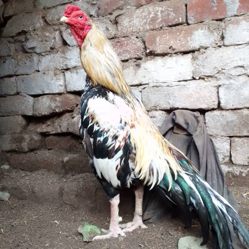 Pure Aseel Murga For Sale 5