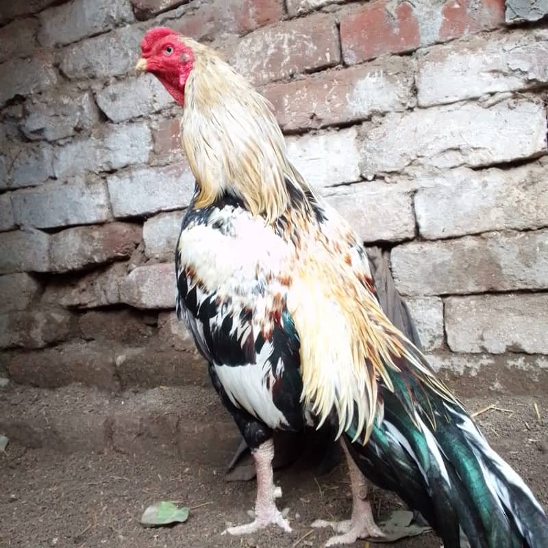 Pure Aseel Murga For Sale 7