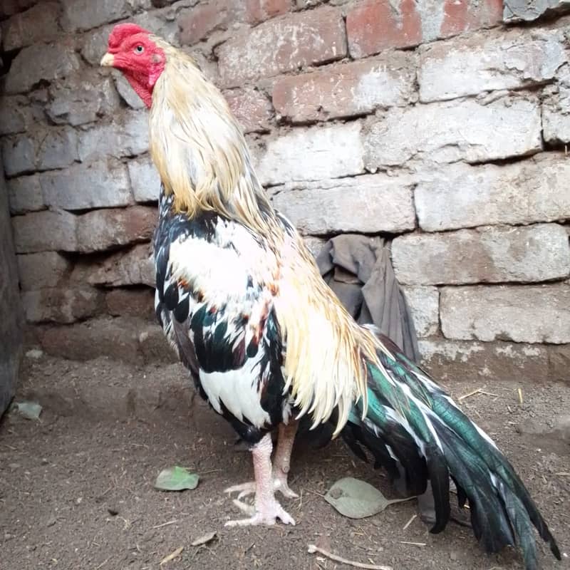 Pure Aseel Murga For Sale 9