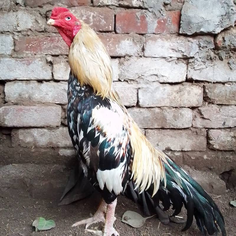 Pure Aseel Murga For Sale 10