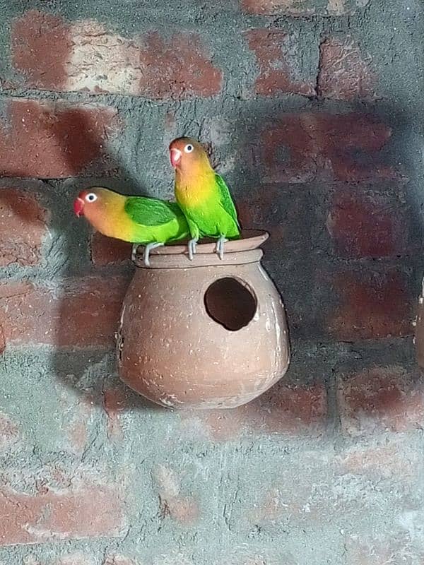 0327-0277654/Parrot/Love Bird/Cocktail/Cage/Albino/Opline/fisher/decin 1