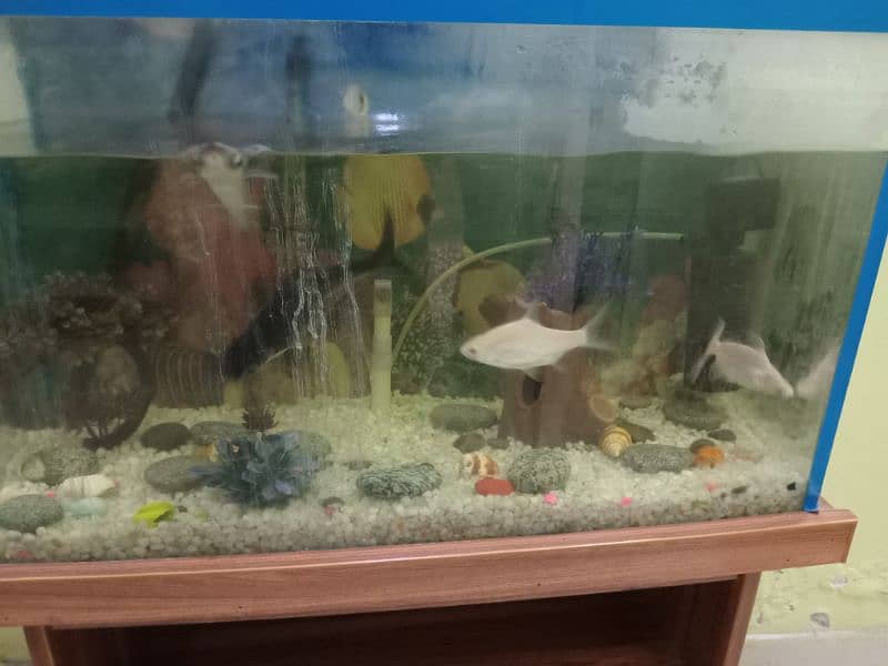 fish aquarium for urgent sale 1