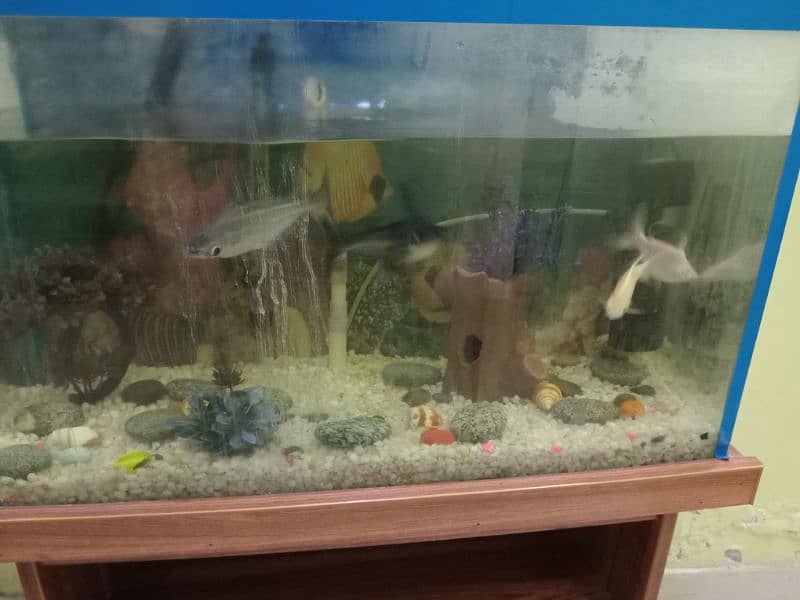 fish aquarium for urgent sale 2