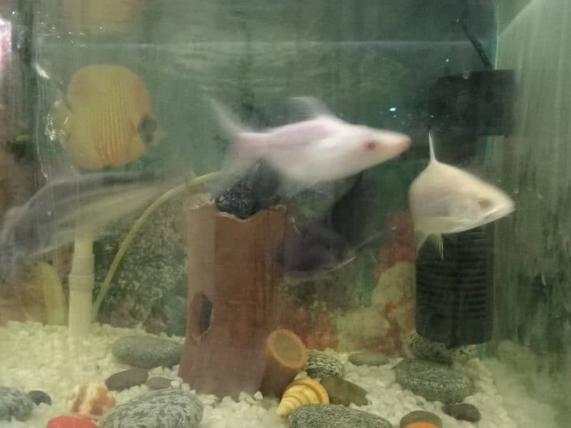 fish aquarium for urgent sale 3