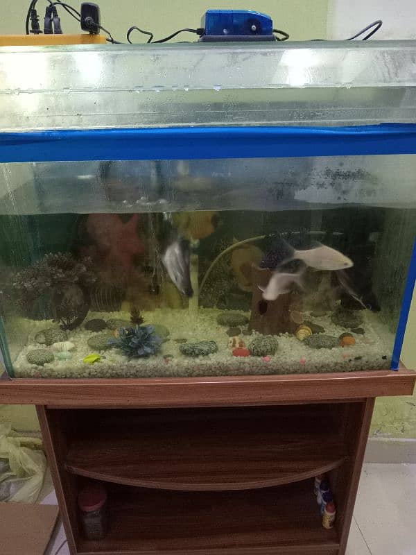 fish aquarium for urgent sale 4