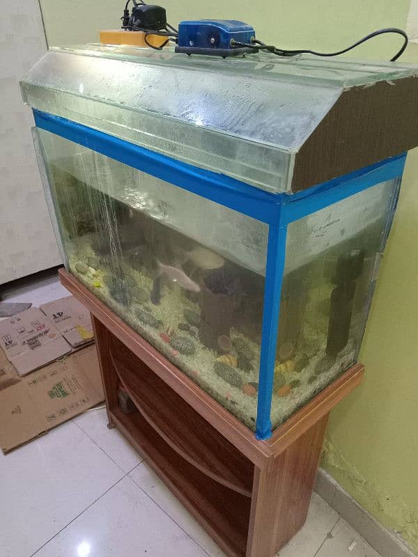 fish aquarium for urgent sale 5