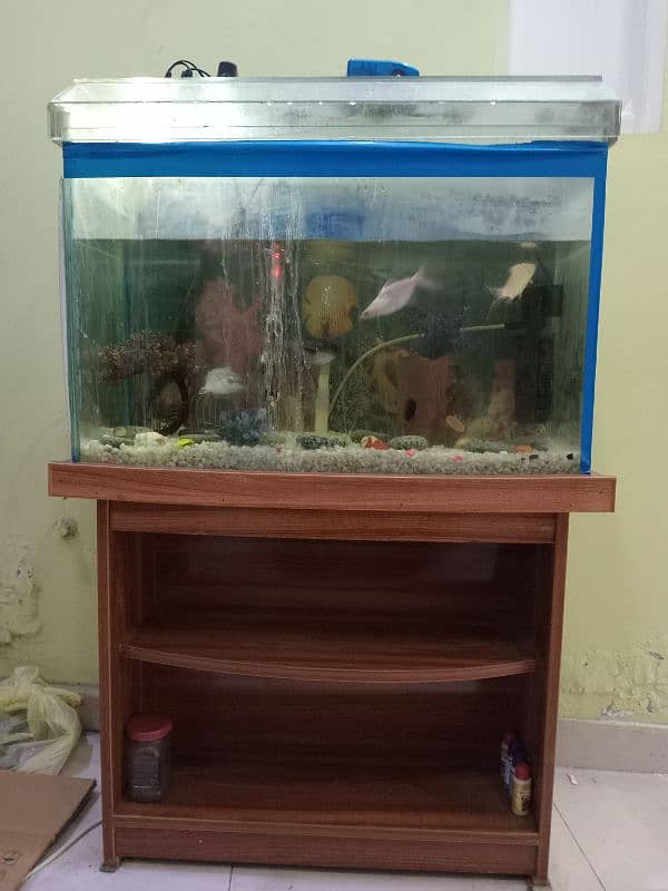 fish aquarium for urgent sale 6