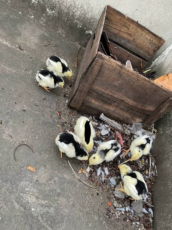 Shamo aseel chicks for sale 2