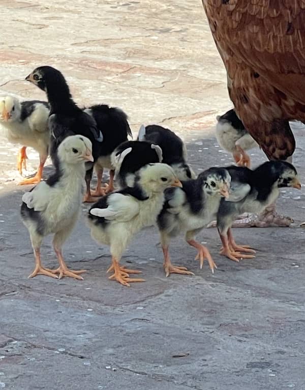 Shamo aseel chicks for sale 3