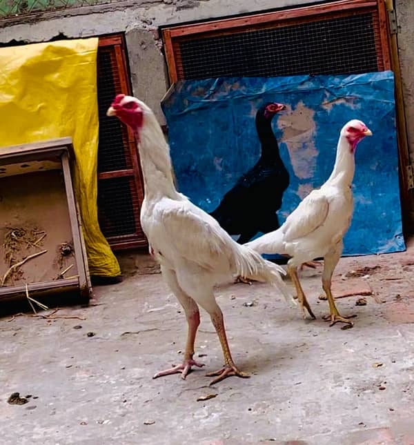 Shamo aseel chicks for sale 5