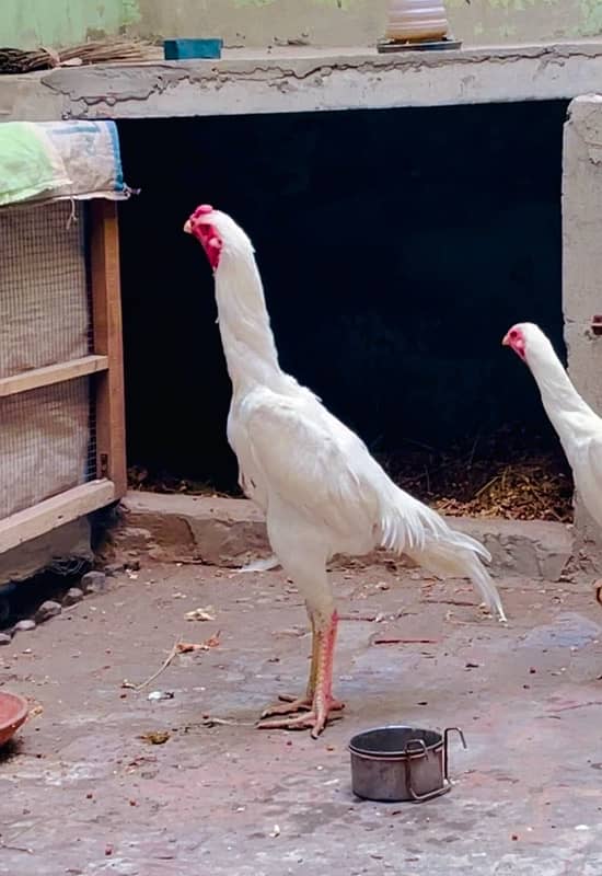 Shamo aseel chicks for sale 6