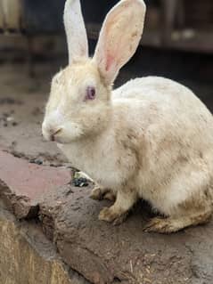 Rabbit Male female 03141796935