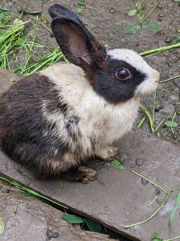 Rabbit Male female 03141796935 2