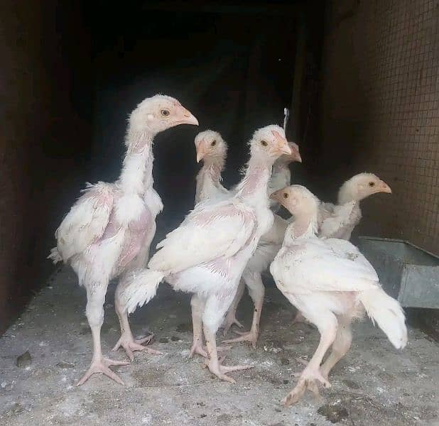 aseel pure white heera chicks for sell white Nok nali 0