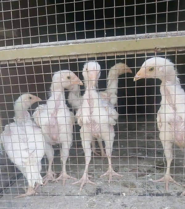 aseel pure white heera chicks for sell white Nok nali 1