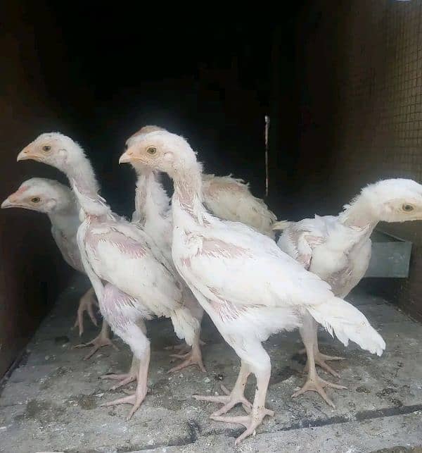 aseel pure white heera chicks for sell white Nok nali 2