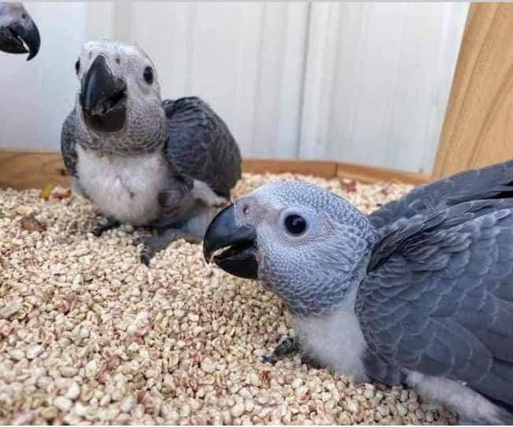 African Grey Parrot cheeks for sale03319974101 1