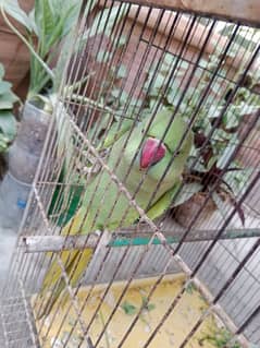 green Ringneck female more active  - tamed