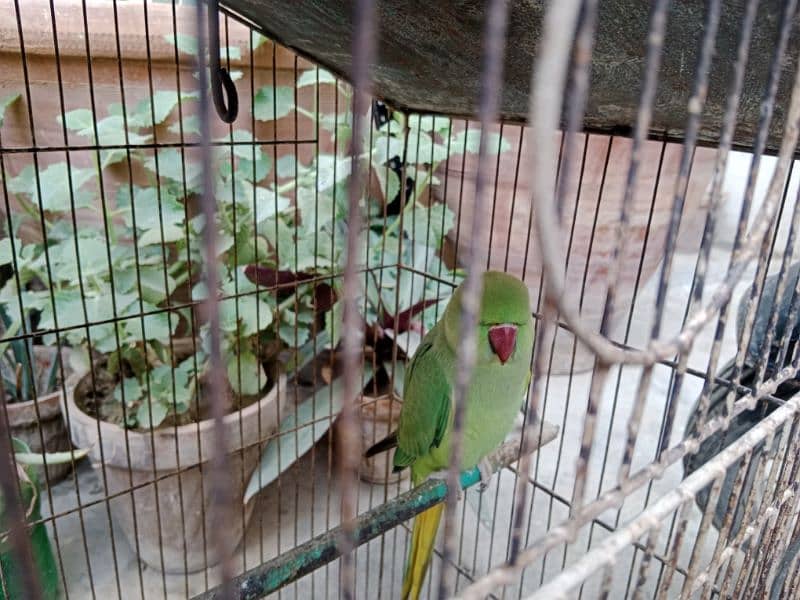 green Ringneck female more active  - tamed 6