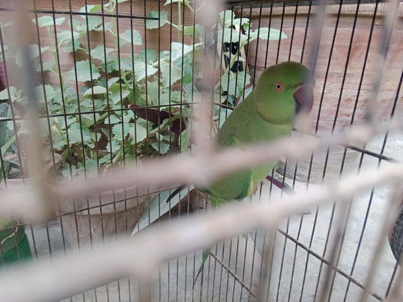 green Ringneck female more active  - tamed 7