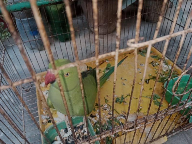 green Ringneck female more active  - tamed 9