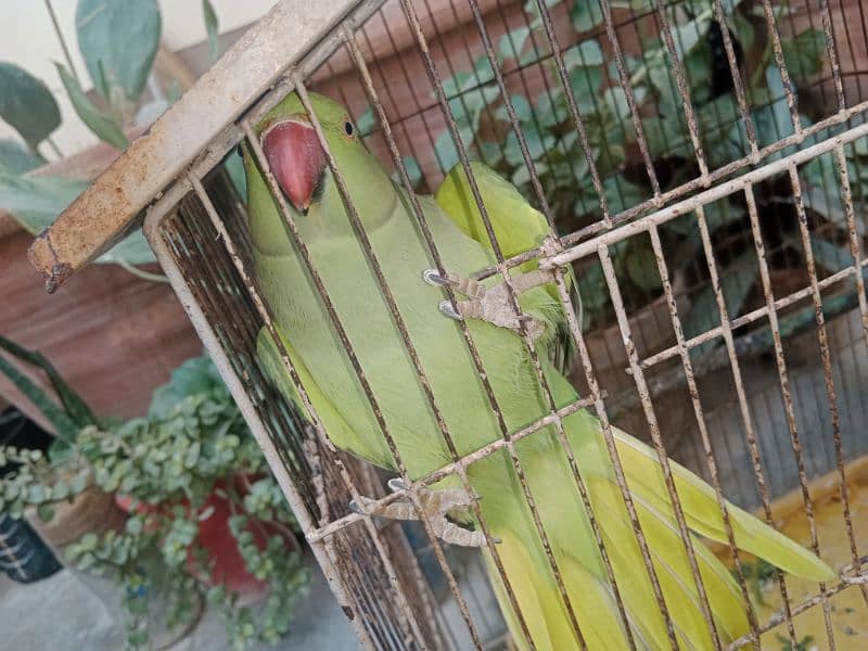 green Ringneck female more active  - tamed 10