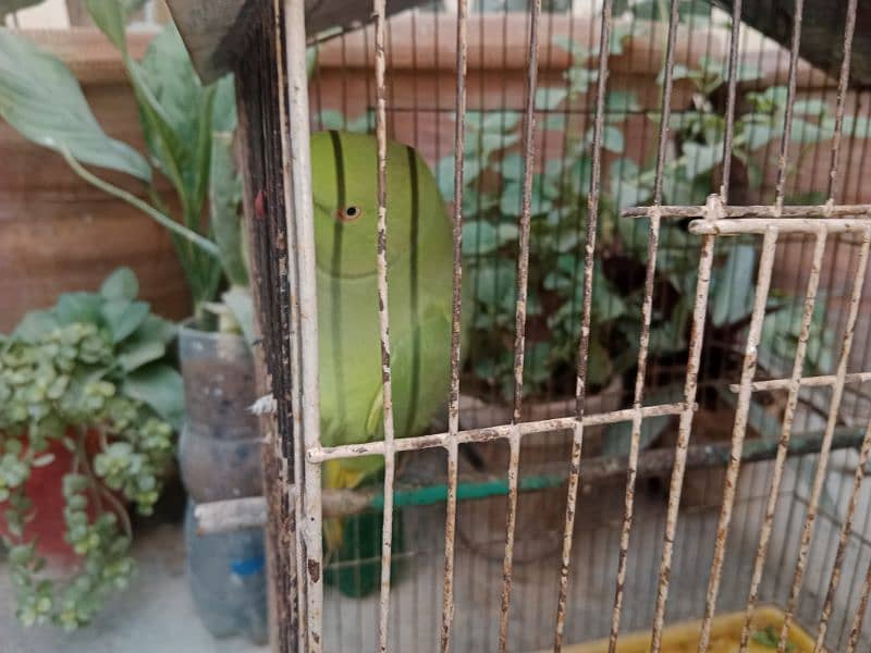 green Ringneck female more active  - tamed 11