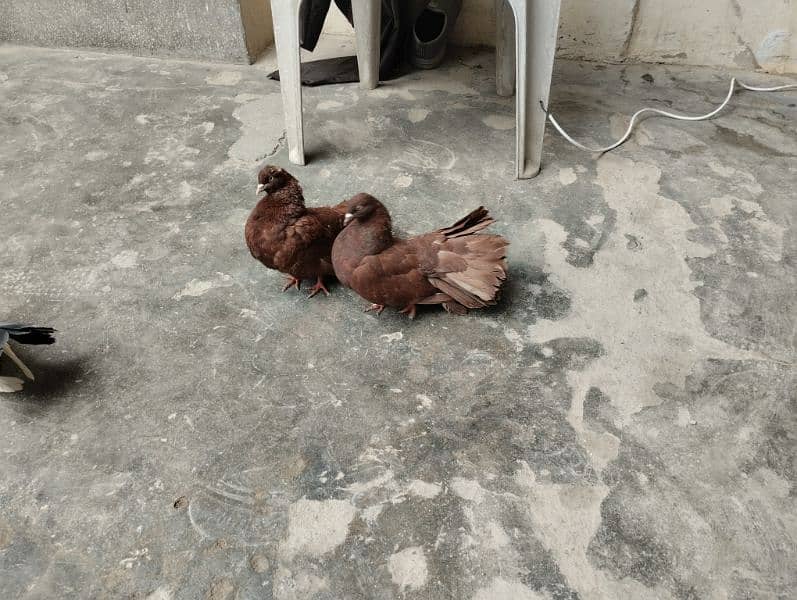 Brown pigeon pair for sale 1