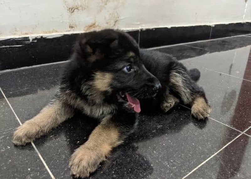 German shepherd puppies available 1