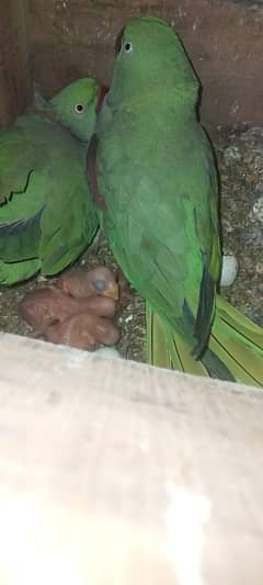 Raw Parrot Chicks