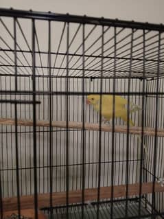 yellow ringneck female