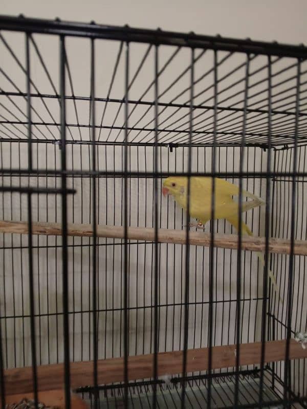 yellow ringneck female 0