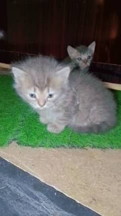 Himalayan perstion kitten