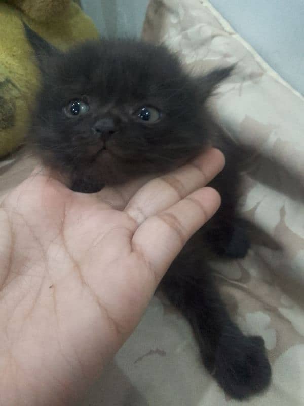 Himalayan perstion kitten 3