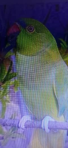 Green female parrot for sale