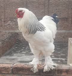 Burmese hen, or Burmese chicken, is a distinctive breed of chicken nat