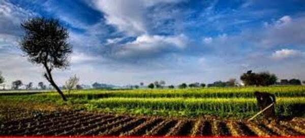 6 Acre Agricultural Land For Sale In Kot Radha Kishan 4