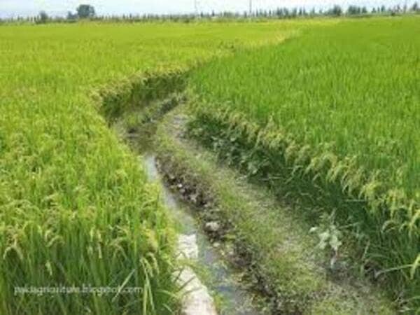 6 Acre Agricultural Land For Sale In Kot Radha Kishan 6