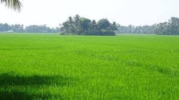 6 Acre Agricultural Land For Sale In Kot Radha Kishan 10