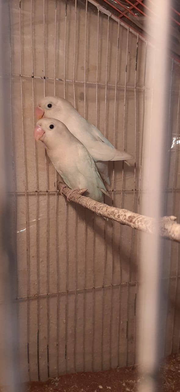 Love Bird Breeder Pairs with Egg 1