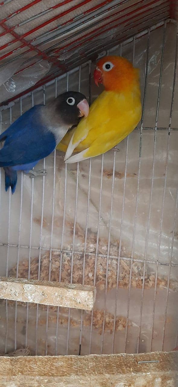 Love Bird Breeder Pairs with Egg 4